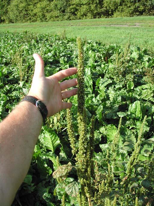Resistant Weeds / Weed Shifts Lambsquarters