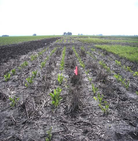 till Stale seedbed NRCS cost