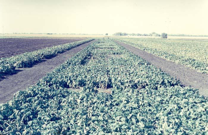 Variety Development 1993 - First biotech sugarbeet trial in U.S.