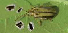 Protecting your trees from unwanted nasties Heavy infestations of elm leaf beetle can completely