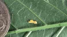 As the season advances, the beetle lays tiny eggs on the underside of elm leaves and that generation dies. The eggs are described as a double row of miniature lemons. They hatch in 7 to 10 days.