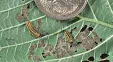 The larvae increase in size in two more stages (called instars), reaching a length of 12 mm, when they are described as almost black or black and yellow and caterpillar-like.