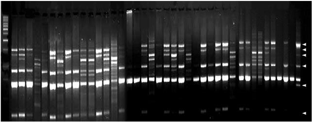 International Journal of Bio-resource and Stress Management, 5(3):3-35 an extended elongation step at C for 5min and finally held at C. The amplified PCR products were resolved in.