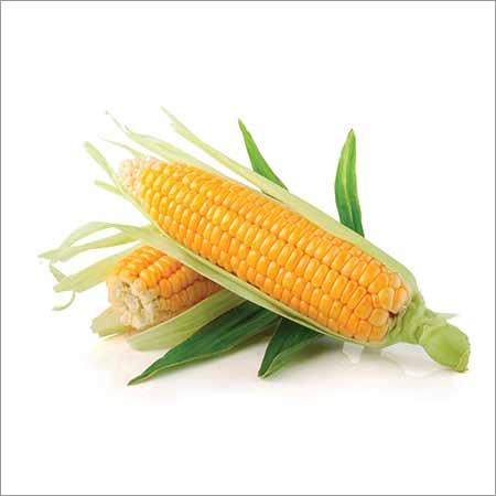 5 April 9-10, 2015 New Delhi Maize or corn is a cereal crop that is grown widely throughout the world in a range of agroecological environments. More maize is produced annually than any other grain.