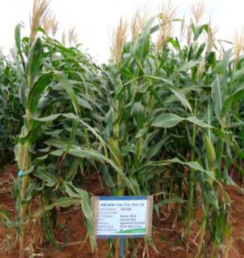 DH Lines in Improved Maize Hybrids for SSA Year 2010-2012 2013 # DH lines