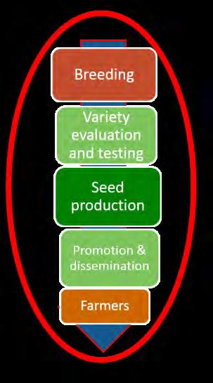 Scaling-up and delivering improved DT maize seed in SSA Estimates of drought tolerant maize seed production, potential area covered, households and people benefiting, 2014 Country Volume