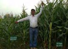 maize-based