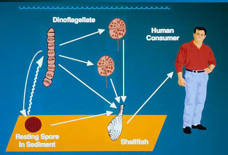 Major Types of Shellfish Poisoning and Toxin Paralytic shellfish poisoning (PSP): Saxitoxin Diarrhetic shellfish poisoning (DSP: Okadaic Acid Amnesic shellfish poisoning (ASP): Domoic Acid Neurotoxic