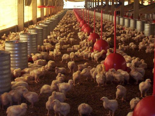 How the contract works Pif-Paf provides one-day chicks, feed, veterinary inputs and technical assistance Farmer invests in