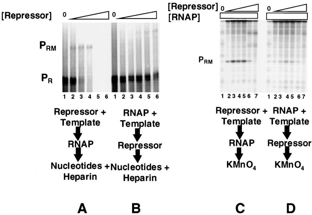 VOL. 182, 2000 PROMOTER COMPETITION IN BACTERIOPHAGE 434 O R 3167 FIG. 2. Prior addition of RNA polymerase inhibits repressor-activated P RM transcription (A and B) or open complex formation (C and D).