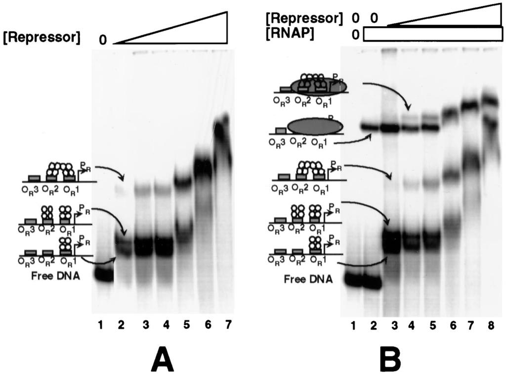 VOL. 182, 2000 PROMOTER COMPETITION IN BACTERIOPHAGE 434 O R 3169 FIG. 4. The 434 repressor binds DNA in the presence of RNA polymerase at P R.
