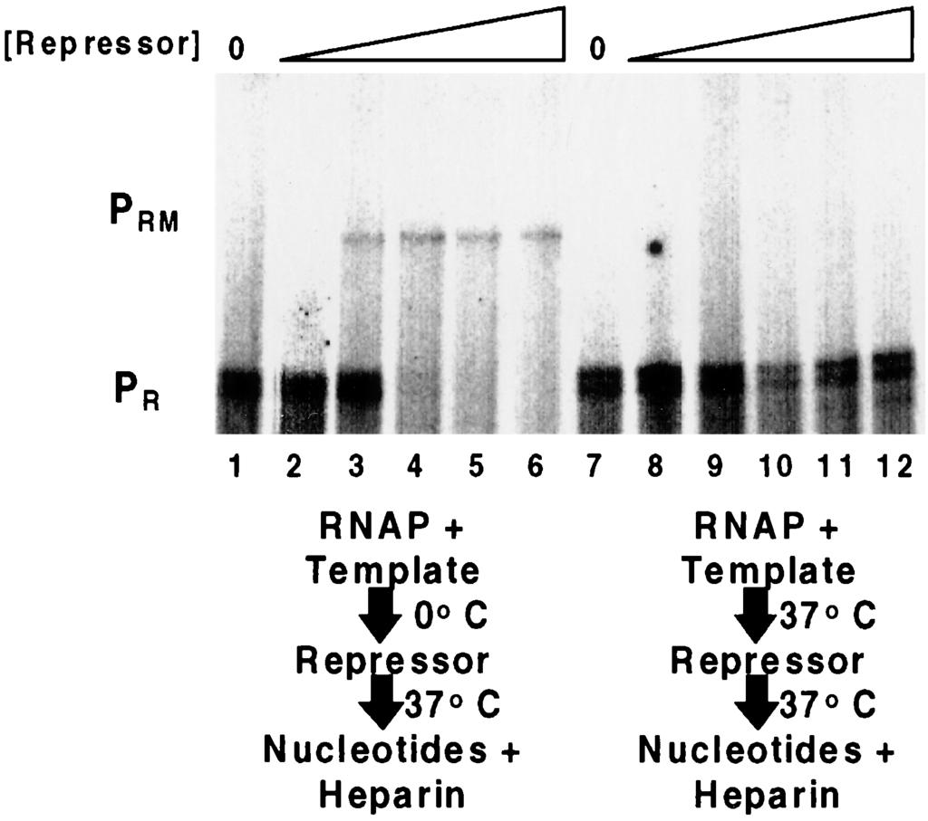 3172 XU AND KOUDELKA J. BACTERIOL. pressor is able to activate transcription from P RM when it is added to the template prior to RNA polymerase (Fig. 7A).