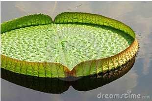 lotus leaf when you pour a drop of water on it;