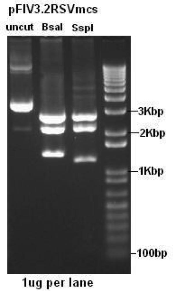 Plasmid Analysis by Restriction Endonuclease Cleavage Pattern pfiv3.