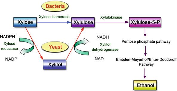Bioethanol from Lignocellulosic Biomass 43 Fig. 9 Simplified xylose-metabolizing pathways in bacteria and yeast (Adapted from [60]) Zhang et al.