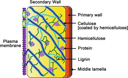 28 X.-Q. Zhao et al. Fig. 1 Schematic diagram of plant cell walls 2.