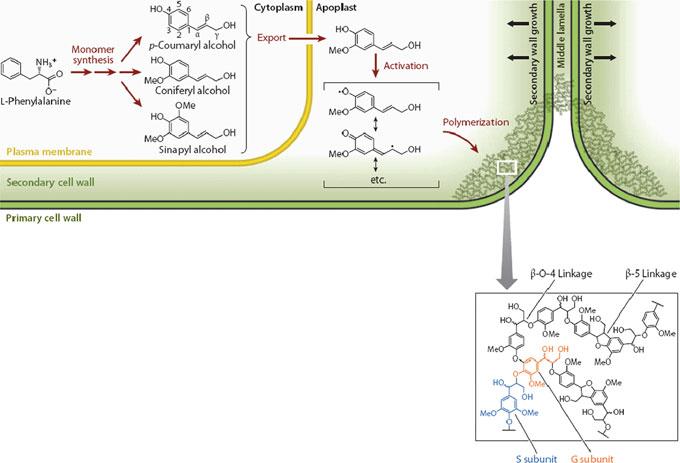 Bioethanol from Lignocellulosic Biomass 31 Once incorporated into lignin, the three major monolignols are referred to as p-hydroxyphenyl (H), guaiacyl (G) and syringyl (S) phenylpropanoid units,