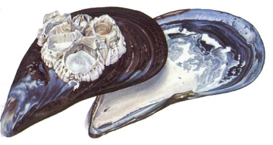 Blue mussels (Mytilus edulis) Geographical distribution: from North of Spain to Norway, from Carolina, USA to Newfoundland, Canada Densities up to 1000-2000/m 2 Very tolerant against extreme