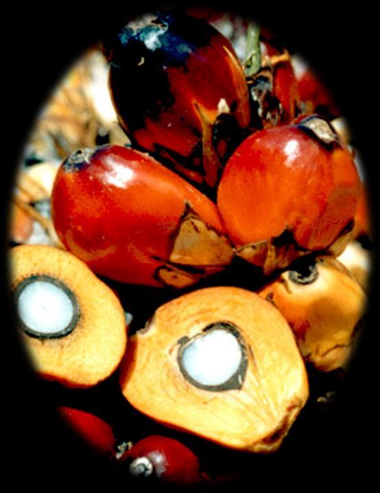 Oil Palm at a Glance Oil Palm Species: Elaeis guineensis