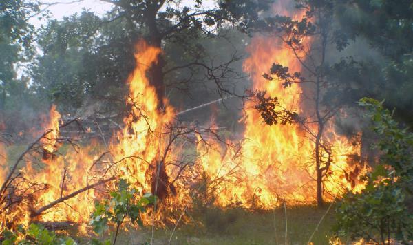 Wildfire Risk Fire may increase, because: Warmer/drier summers Increased mortality from stress, pests, events
