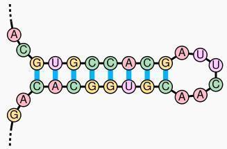RNA Although singlestranded, RNA molecule s natural inclination is form base pairs, just like the pairs in DNA (A-U instead of A-T)