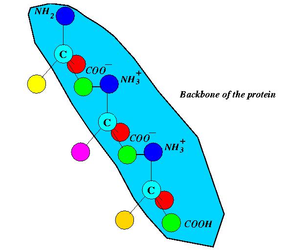 Protein structure All amino acids have the same hooks that allow them to form their primary structure chain The amino (NH 2 ) group of one bonds with the