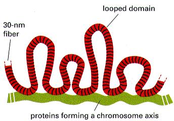 Each loop may contain a gene or related cluster of genes whose expression may in principle be regulated at the level of loop structure.