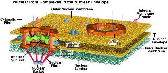 Nucleus. PL5. In addition to their role in nuclear transport, nuclear pores are important as sites where the outer membrane and inner membrane of the nuclear envelope are fused together.