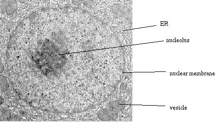 Chapter 13 The Nucleus The nucleus is the hallmark of eukaryotic cells; the very term eukaryotic means having a "true nucleus". Fig.13.1. The EM of the Nucleus of a Eukaryotic Cell 13.1. The Nuclear Envelope Eukaryotic Cells The nucleus is enveloped by a pair of membranes enclosing a lumen that is continuous with that of the endoplasmic reticulum.
