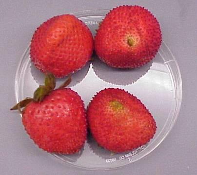 , Inactivation of Escherichia coli O157: H7 and Listeria monocytogenes on strawberry