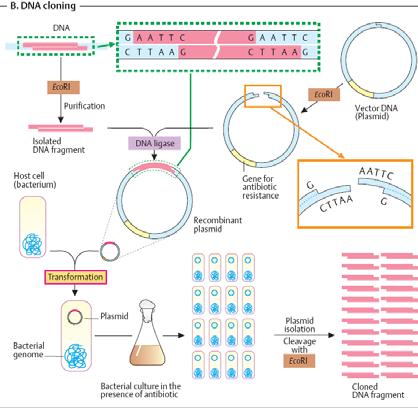 Recombinant DNA technology By artificial means, when a gene of one species is transferred to another living organism, it is called recombinant DNA technology.