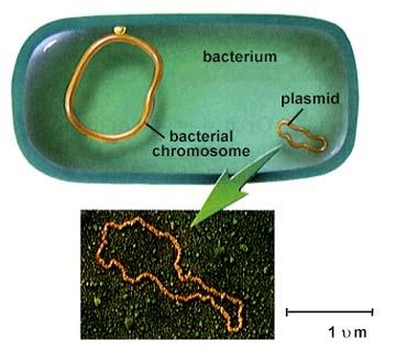 Plasmid Plasmid Plasmids are small, circular molecules of DNA that exist outside the main bacterial chromosome and carry their own genes for specialized functions.
