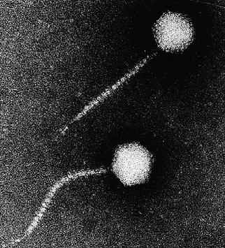when assembled with phage tails, form infective phage particles.