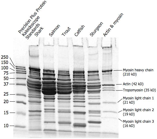 Actual Gel with standards and muscle proteins from FIVE fish species Precision