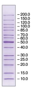0 12% SDS-PAGE 12% SDS-PAGE 4 20% SDS-PAGE 4 20% SDS-PAGE EZ-Run Protein Marker BP3600-500 EZ-Run Prestained Protein Marker BP3601-500 and BP3601-1 EZ-Run Rec Protein Ladder BP3602-500 and BP3602-1