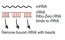 mrna has to be selectively enriched polya