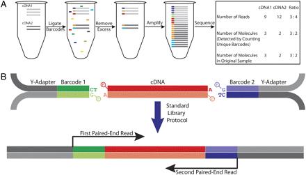 Digital RNA-Seq uses barcodes to correct PCR bias Proc Natl Acad Sci U S A.