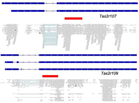 Improved bitter taste receptor gene annotations Blue= de novo model, red = refseq model 23/35