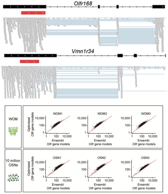 Improved mouse OR gene annotations A B 913 (73.1%) OR and 246 (45.9%) VR genes had extended gene Models.