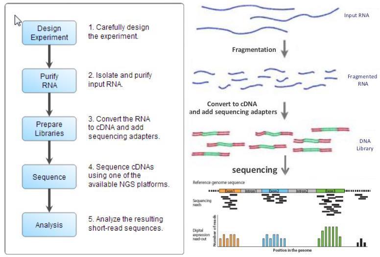Overview of Illumina RNA-Seq https://www.slideshare.