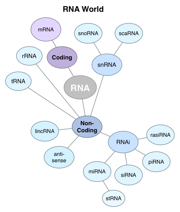 Not all types of RNA encode information The bulk (~95%) of cellular RNA is