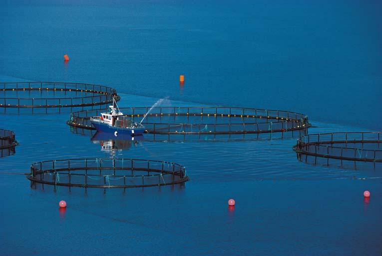 Large Scale Research Programme AQUACULTURE An industry in growth Summary of Programme Plan