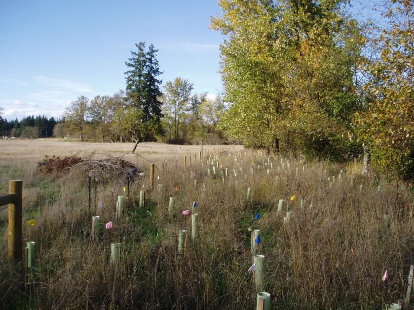 Planting, Maintenance and Monitoring Plan for Nisqually