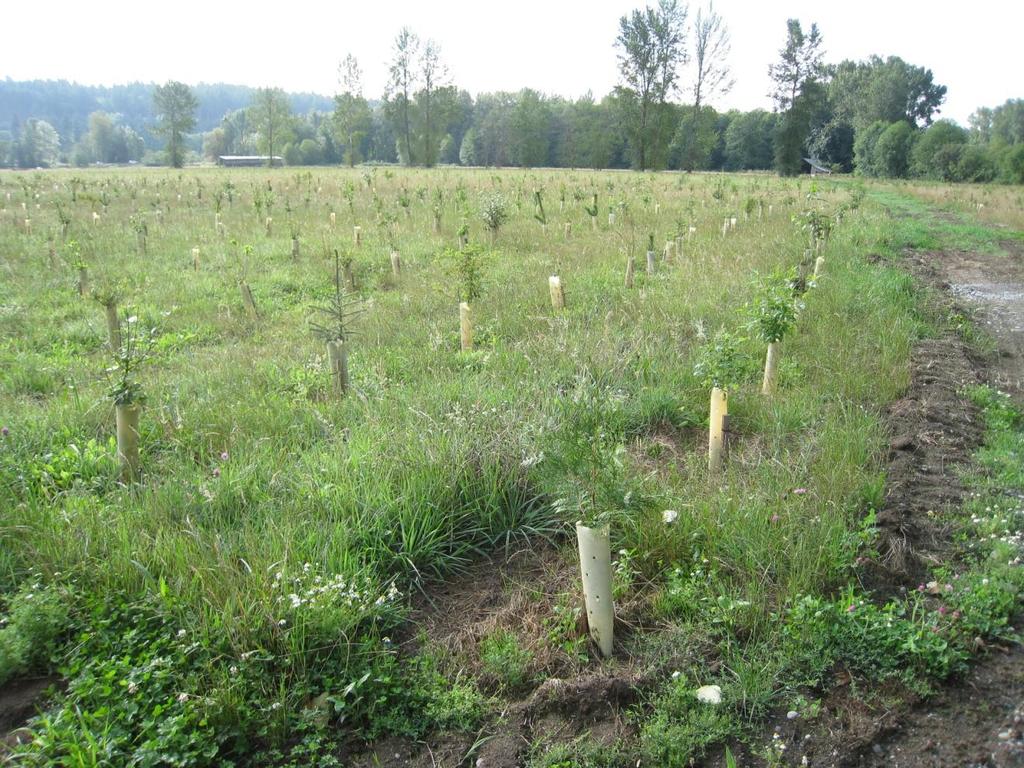 August 2008: Summary: From 2007 to 2009 over 41,000 plants were planted as part of the Red Salmon Slough Restoration Project Phase 3.