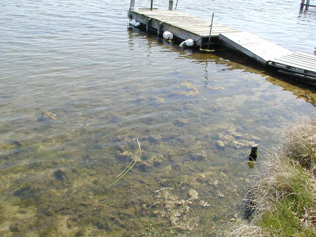 Nitrogen Overfertilizes coastal waters - Nuisance seaweed replaces eelgrass, - Smothers habitat, - Algae