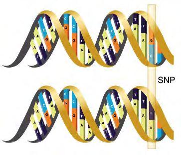 A series of such a sequence (allocated on the chromosome) is called a gene, the part carrying the genetic code for protein syntheses. The developed SNP technology only reads part of this sequence.