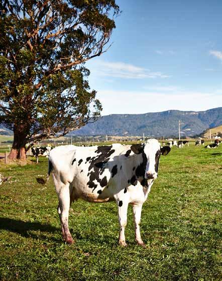 Grazed pasture consumption was estimated using DairyBase in 216 17, not the previously used DEDJTR Pasture Consumption calculator, by using a back calculation method.