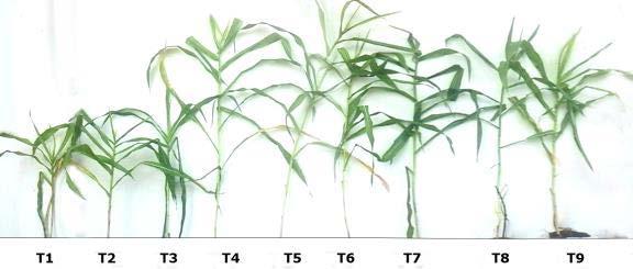 In Vivo Assay Effect of Bacterial Isolates with on the Growth of Corn (Zea