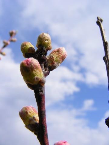 fruit: Early spring Peach leaf