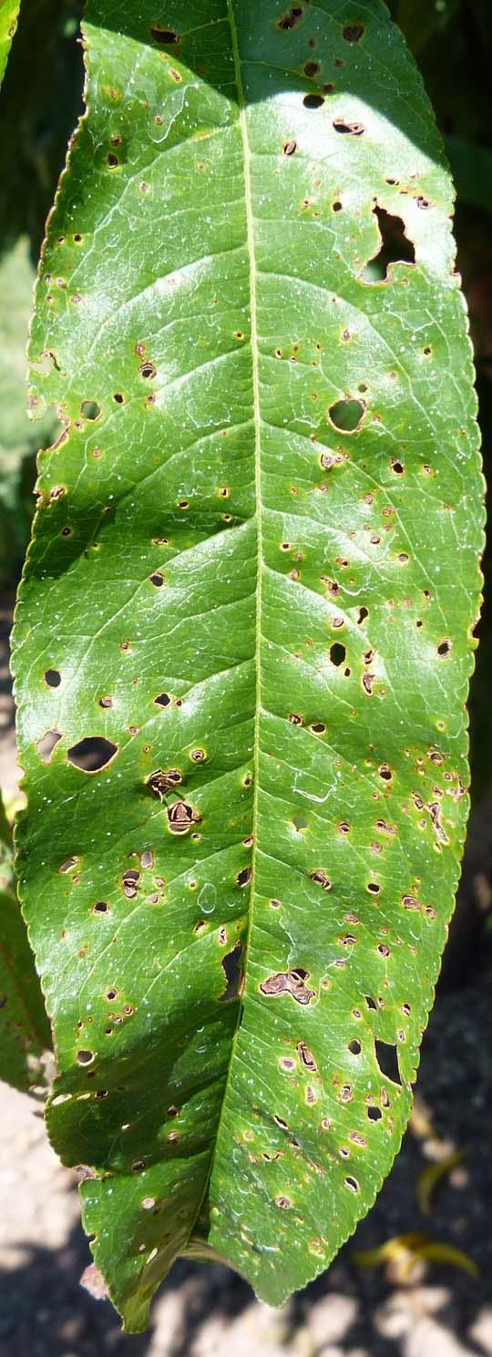 Defoliation it does not take many lesions for this to occur Bacterial Spot K.